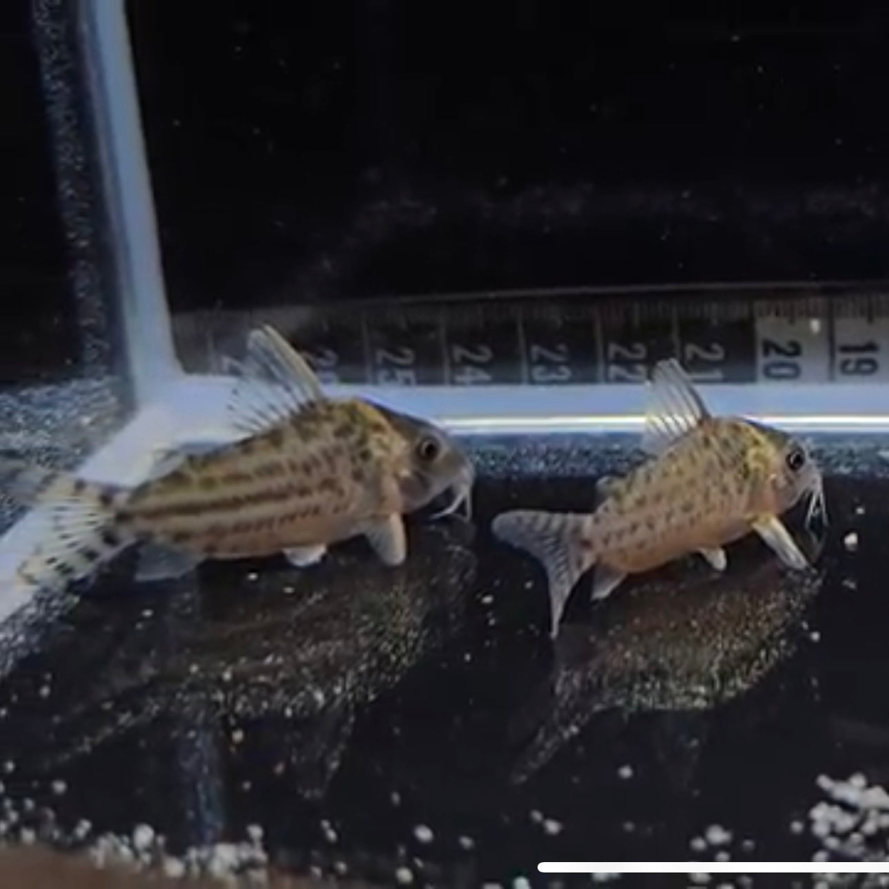 Corydoras punctatus xlg