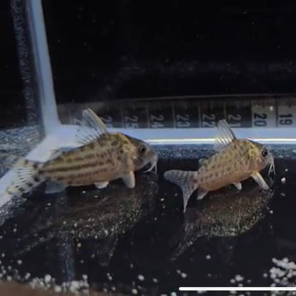 Corydoras punctatus xlg