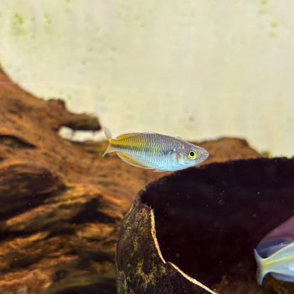 Melanotaenia Boesemani md