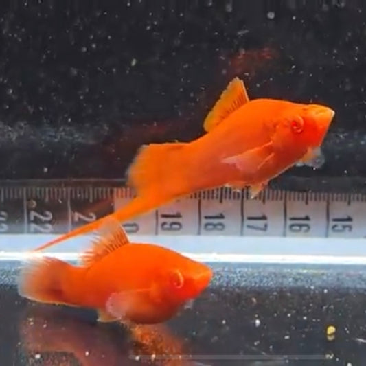 Helleri Wien Albino lg