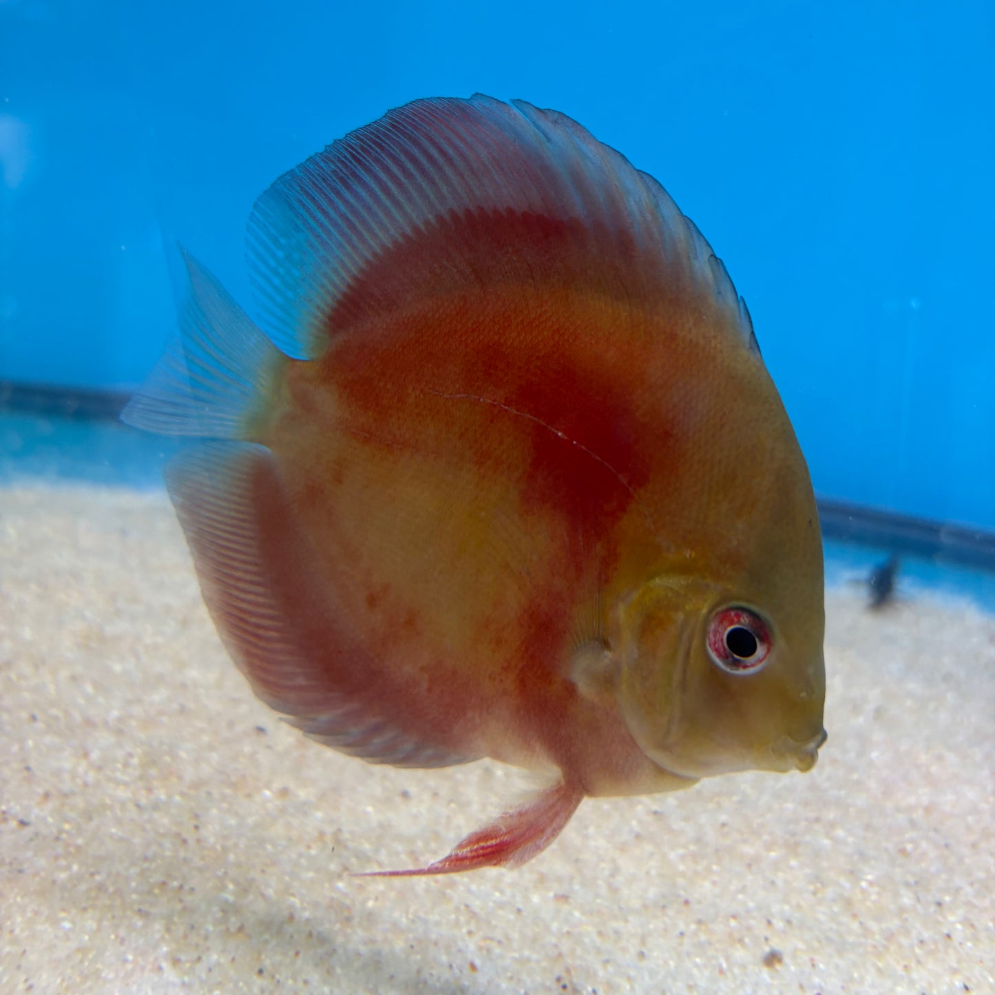 Disco Red Cover 10-11cm