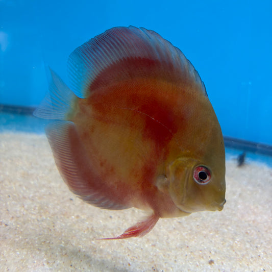 Disco Red Cover 10-11cm