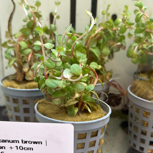 Rotala Blood Red | oferta