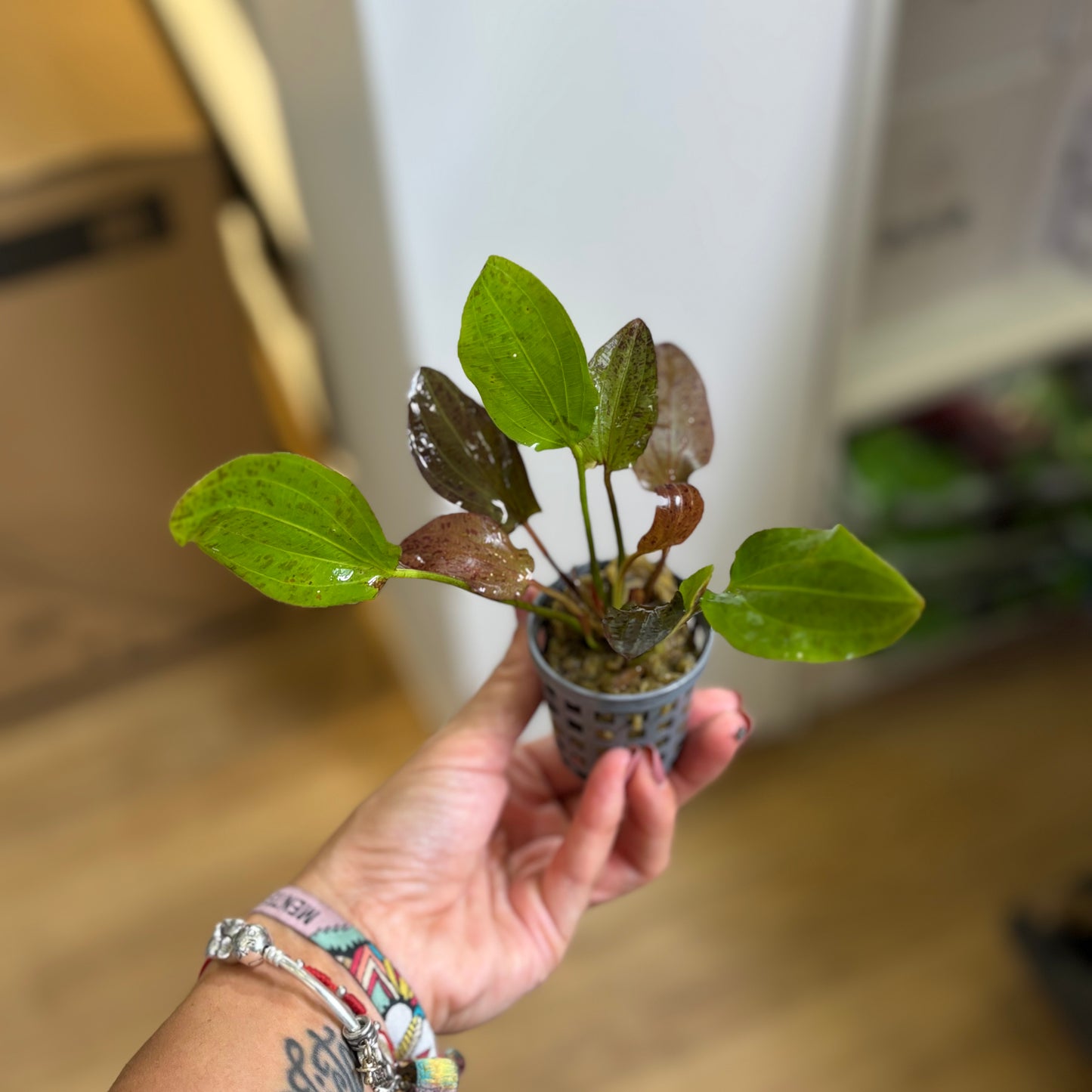 Echinodorus Red Flame | oferta