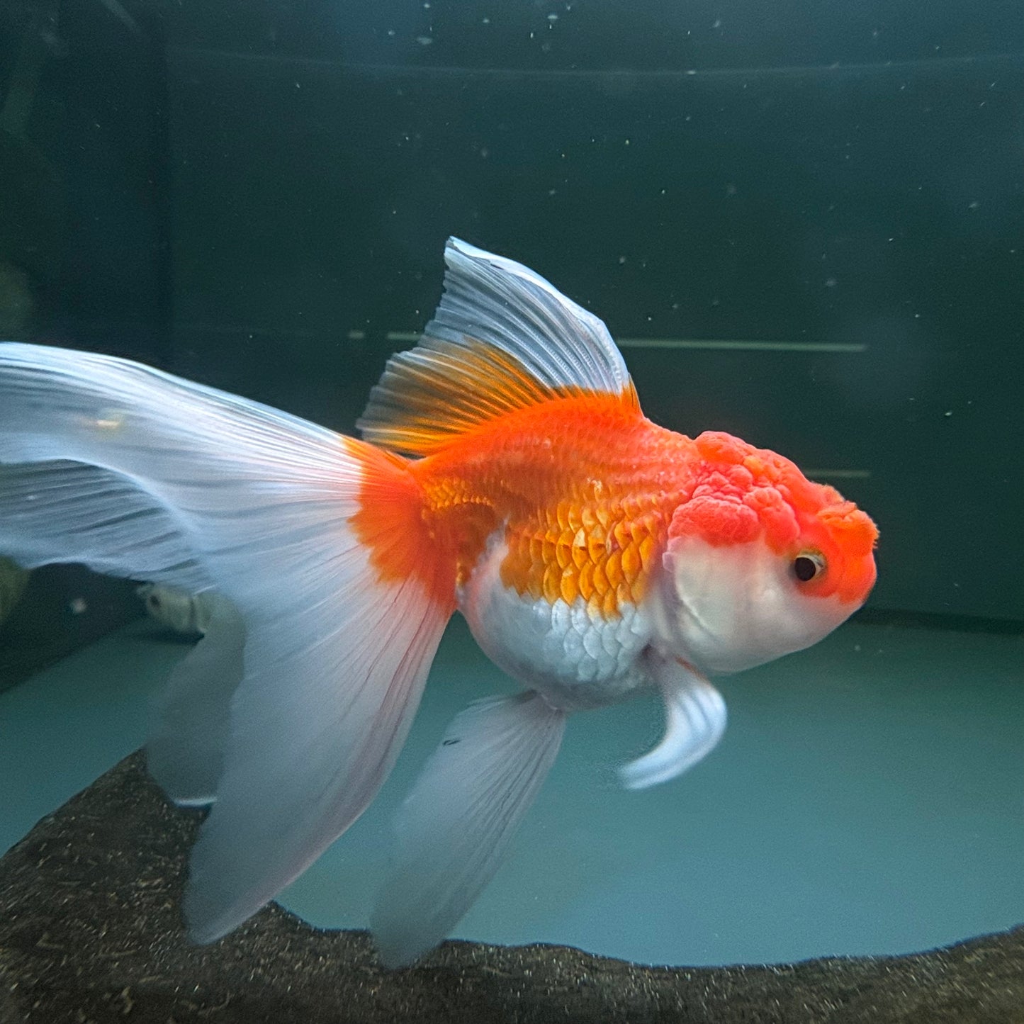 Carassius auratus red & white oranda talla 12/13cm