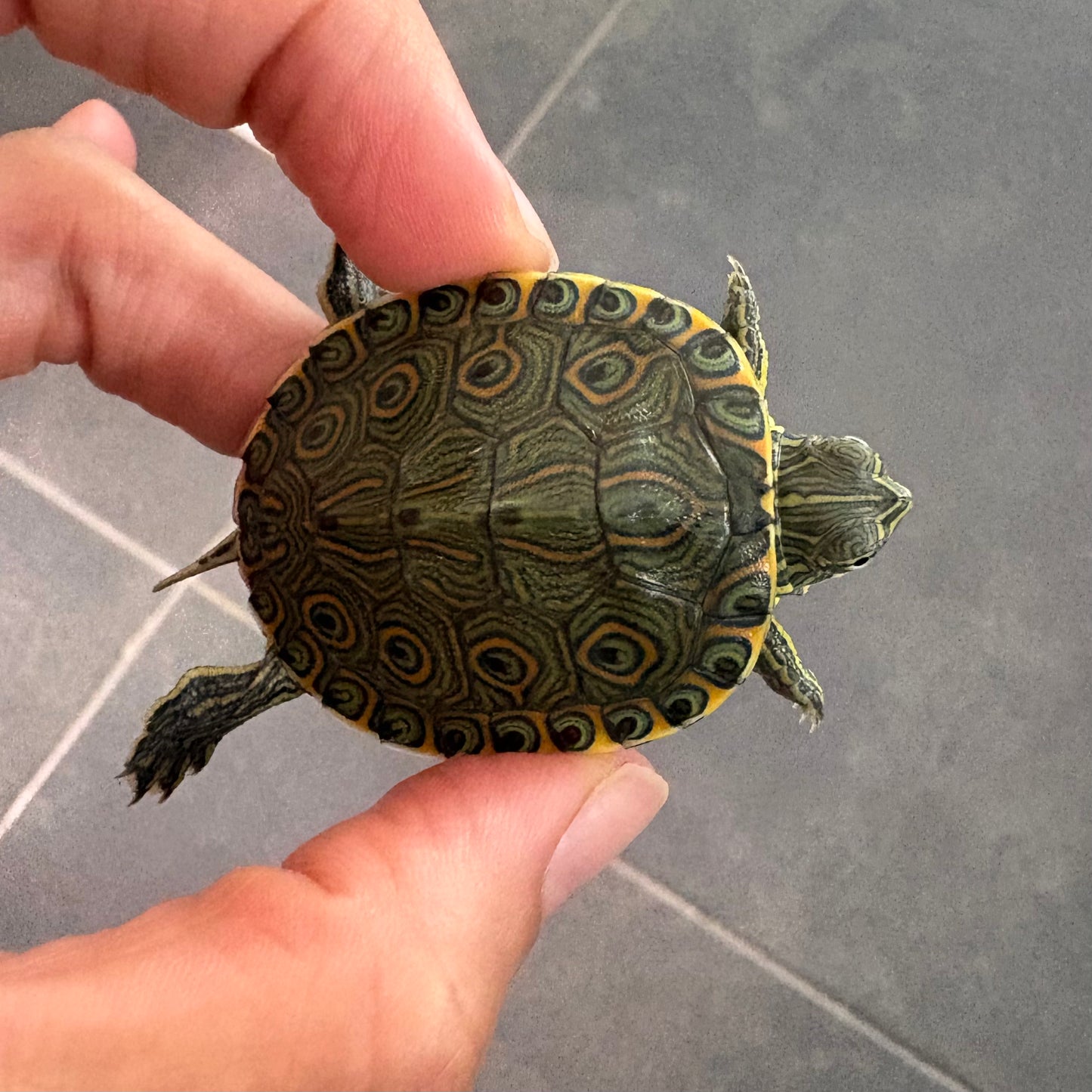 Trachemys venusta talla 2,5-3cm | Tortuga Mesoamericana