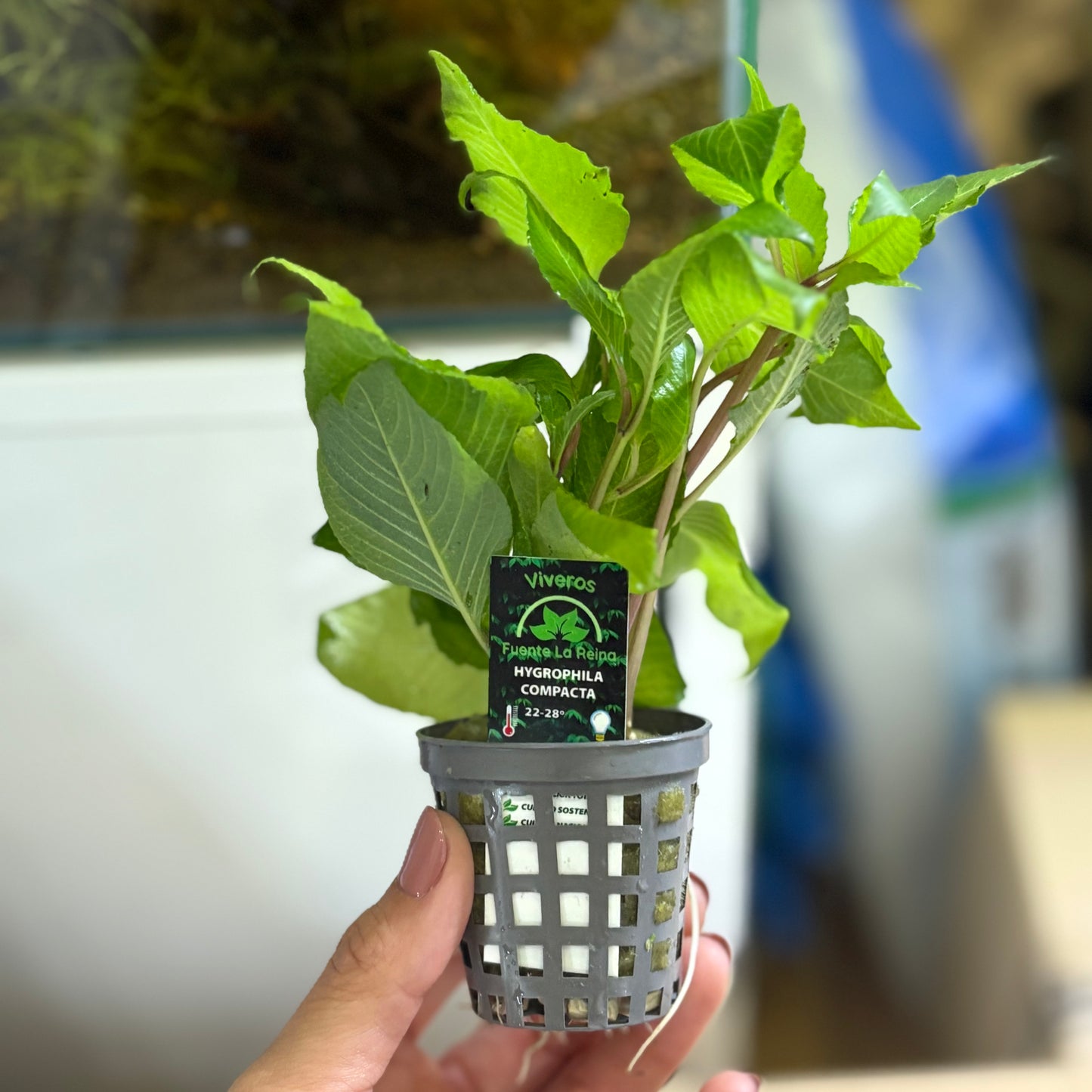 Hygrophyla compacta mini | oferta