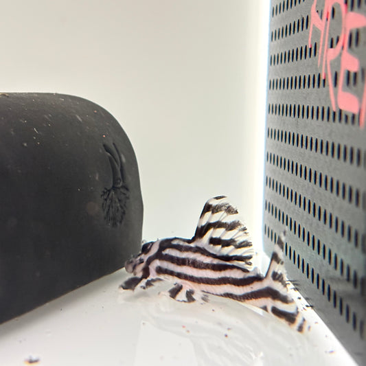 Hypancistrus zebra L046 talla 8-10 cm ejemplares nº 2