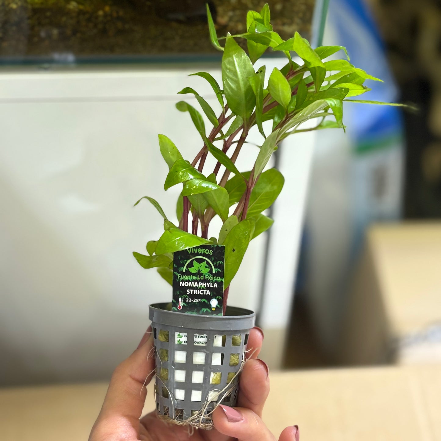 Nomaphyla Stricta | oferta