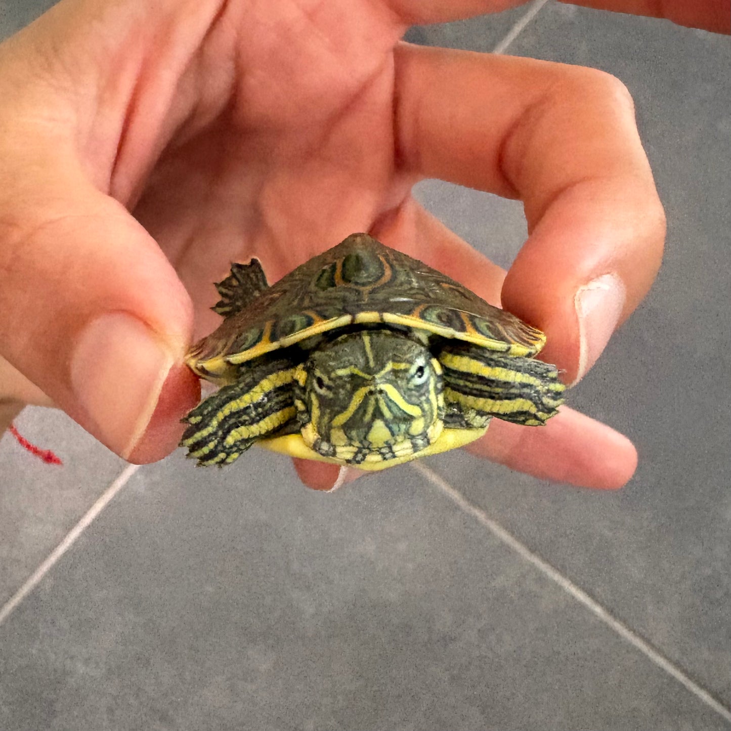 Trachemys venusta talla 2,5-3cm | Tortuga Mesoamericana