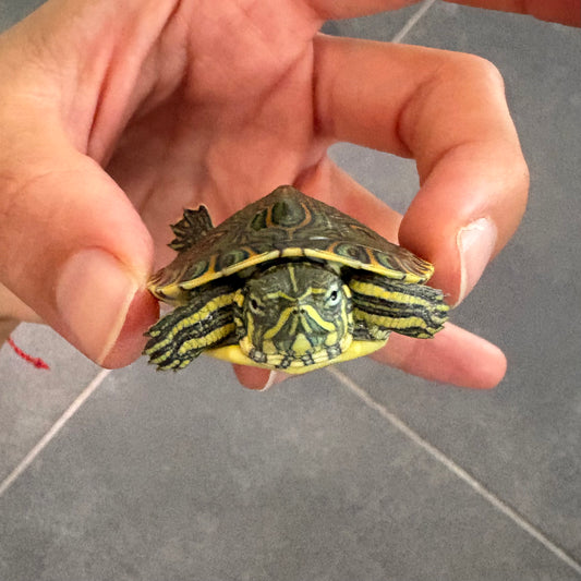 Trachemys venusta talla 2,5-3cm | Tortuga Mesoamericana