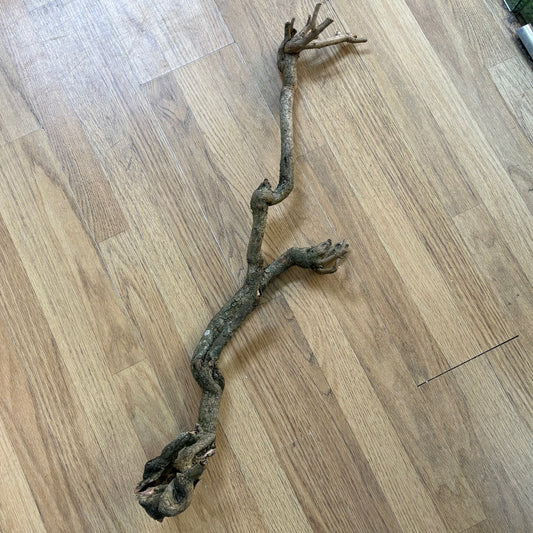 Madera Congo Branch | unidad