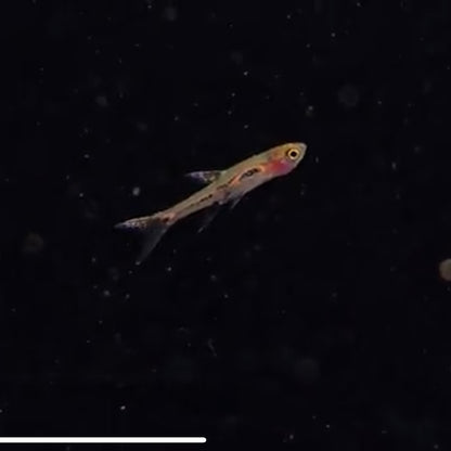 Rasbora merah md-lg