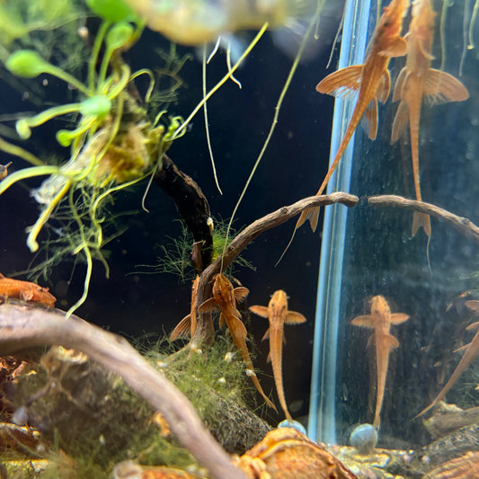 Loricaria sp red talla 4-4,5cm