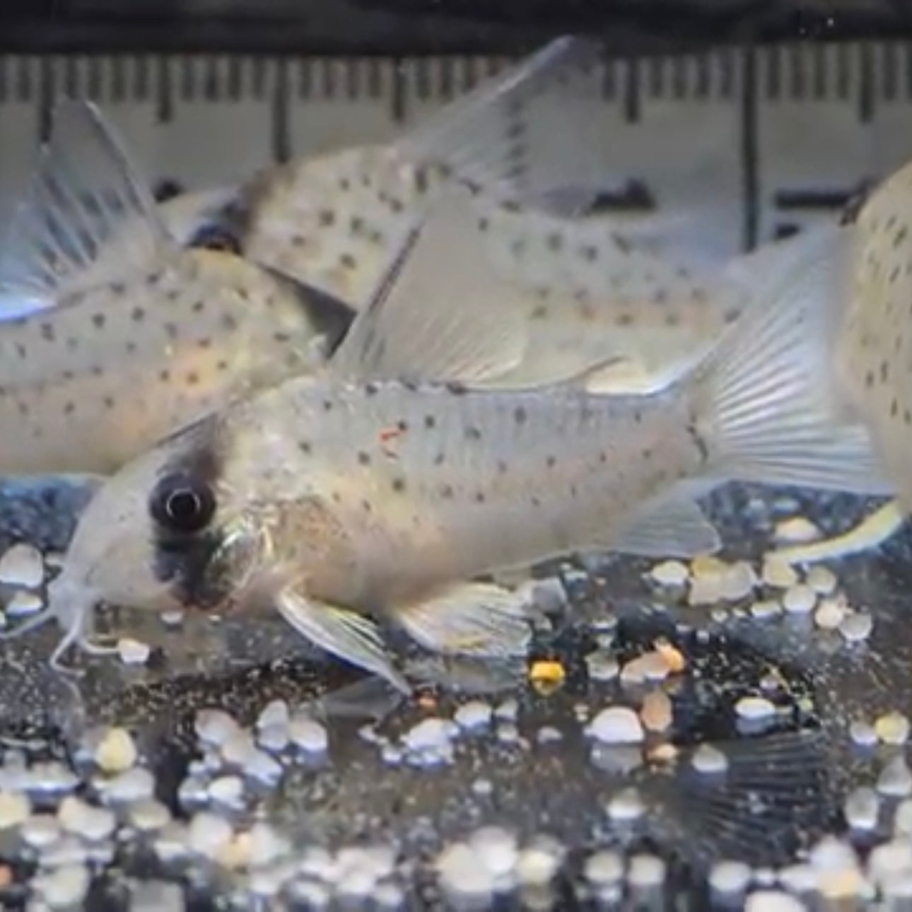Corydoras atropersonatus md-lg