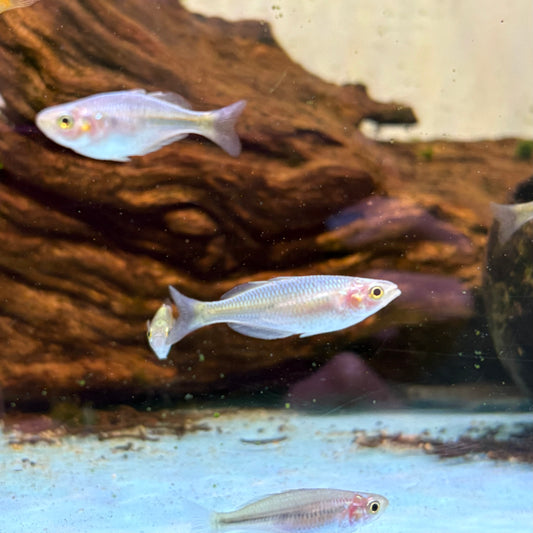 Melanotaenia Boesemani md