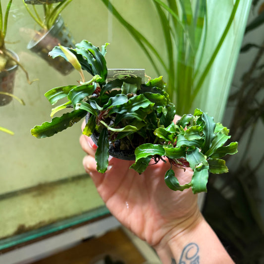 Bucephalandra Theia red maceta