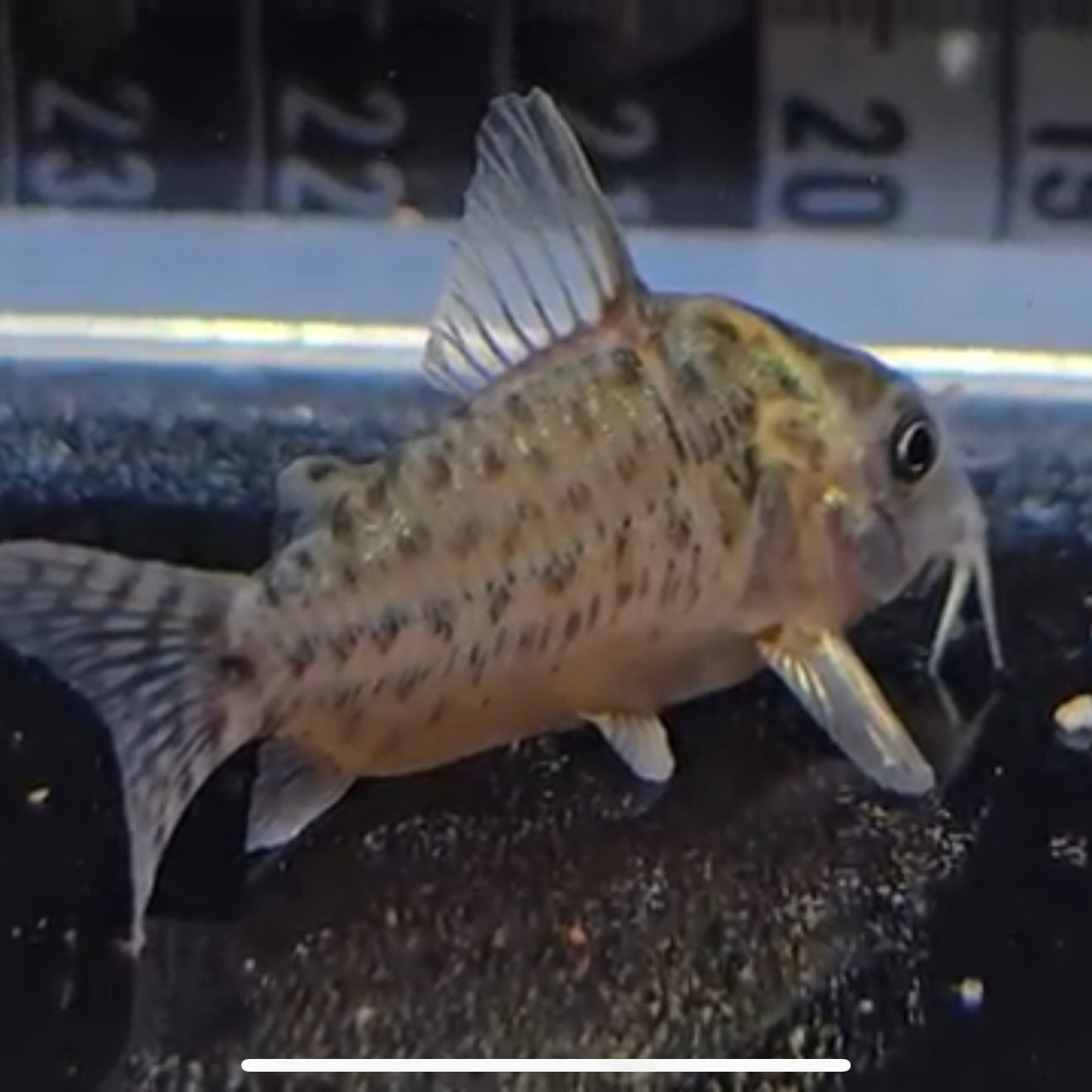 Corydoras punctatus xlg