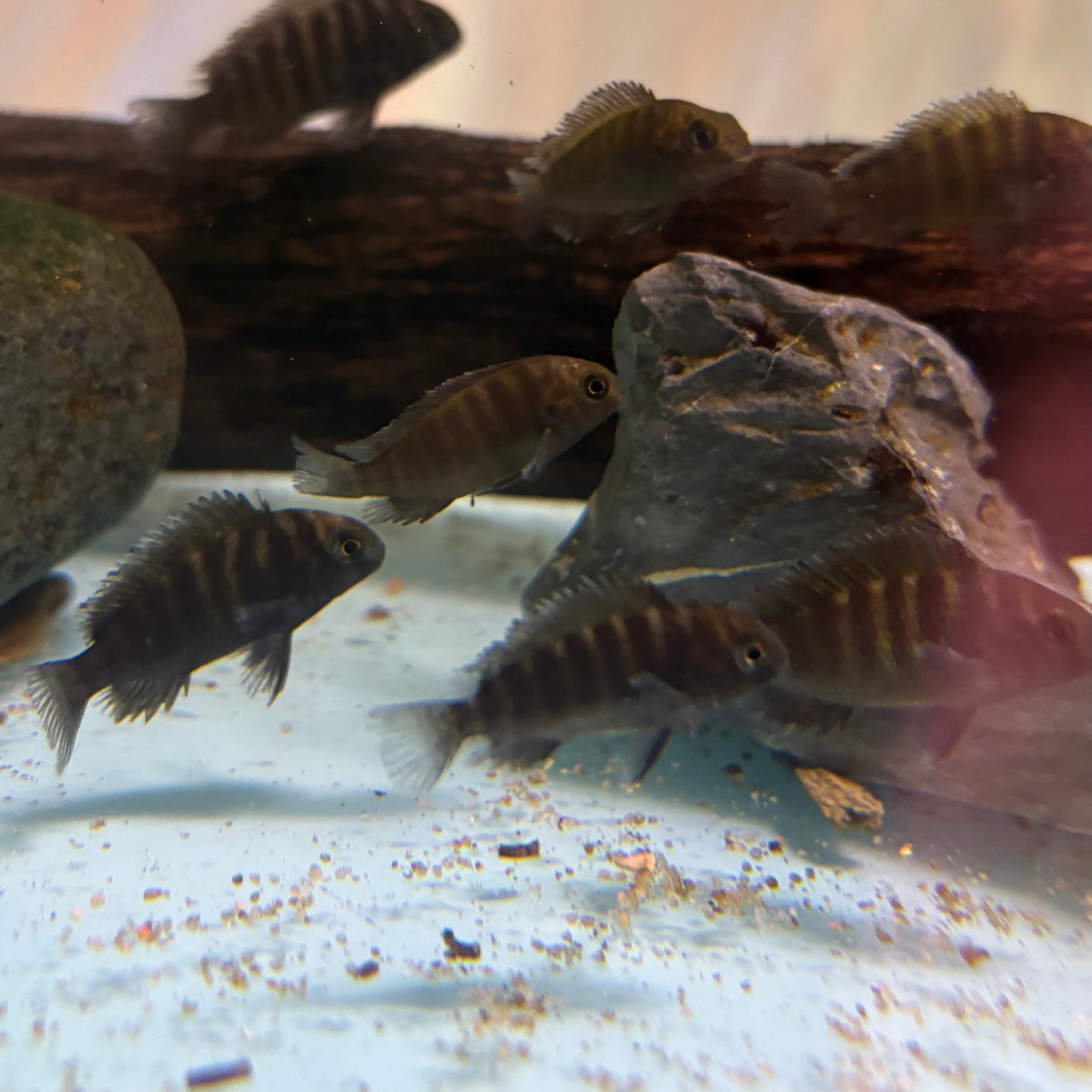 Tropheus sp.BULU POINT 3cm