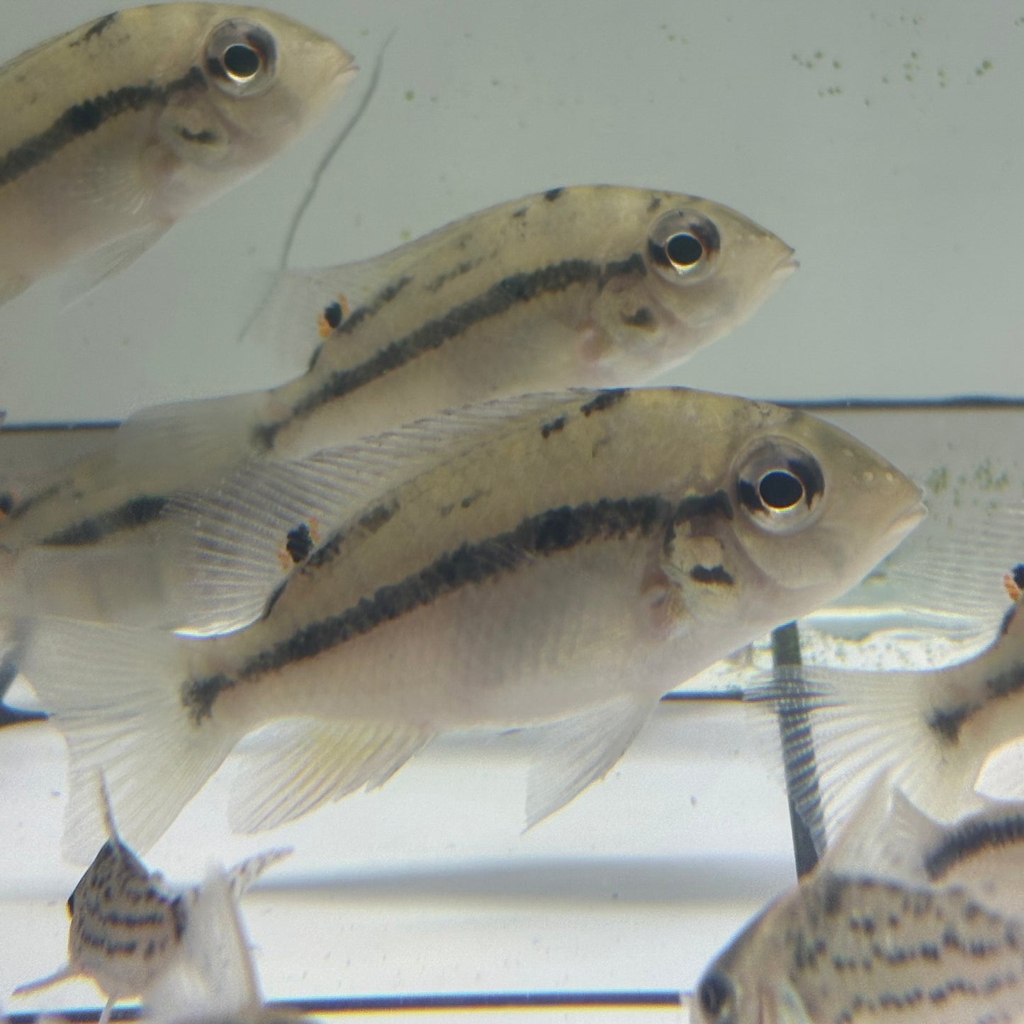 Heterochromis multidens g. br 4-7 cm