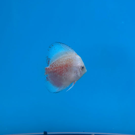 Disco Red Valentine 10-12cm