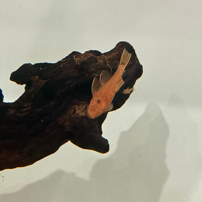 Ancistrus super Red 3-4cm