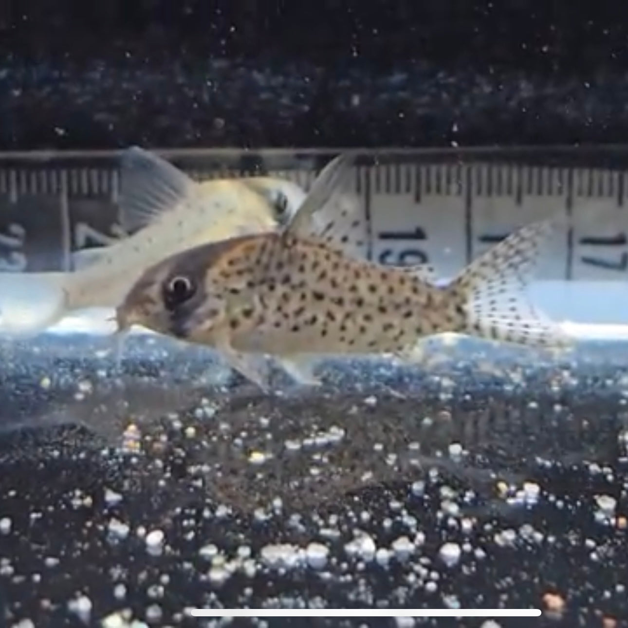 Corydoras atropersonatus md-lg