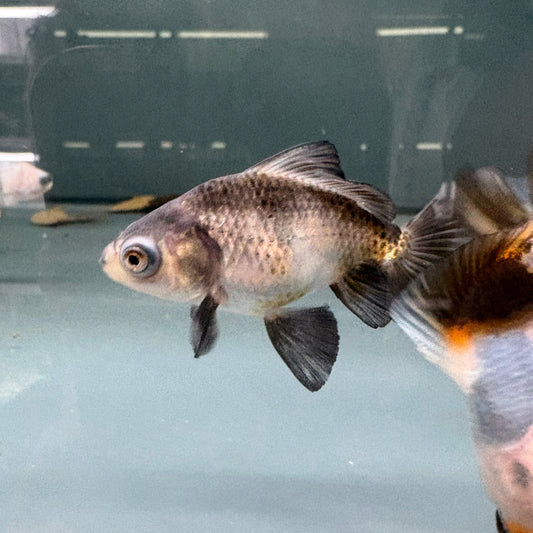 Carassius auratus panda goldfish