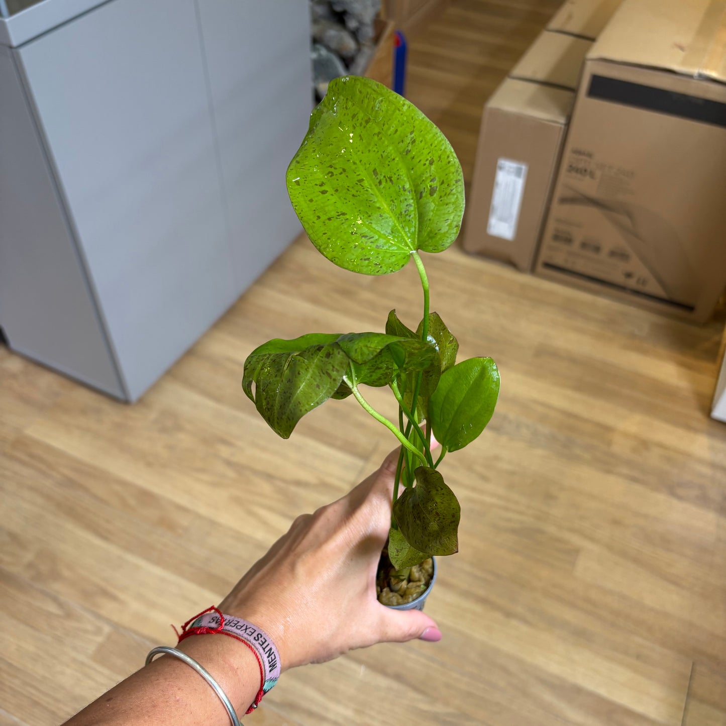 Echinodorus Paul Klöcker | oferta