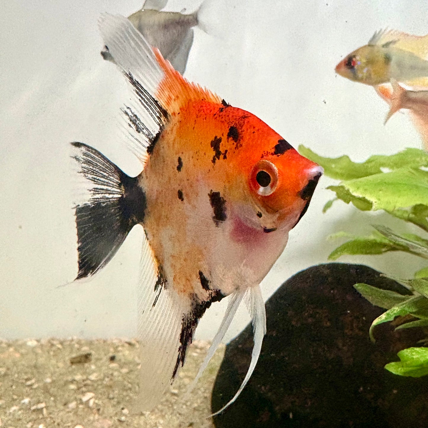 Scalar Koi Full Orange 4-5 cm | peces agua dulce