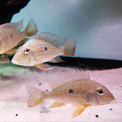 Geophagus sp. Tocantins River 12-15 cm – Hudson Crizanto