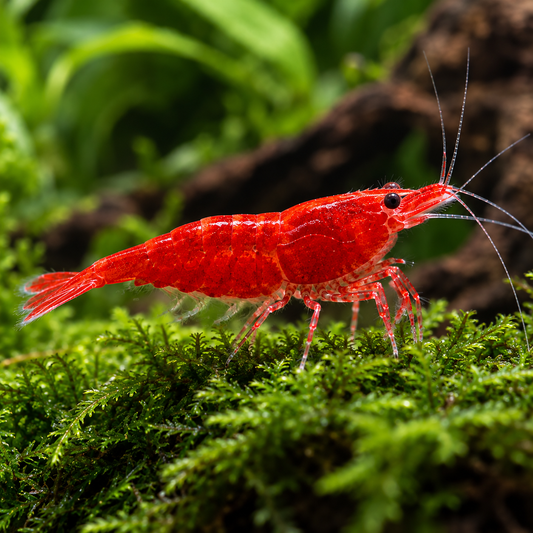 Neocaridina red fire talla 1,5-2cm