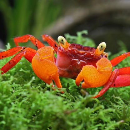 Geosesarma Notophorum | Mandarin Crab 