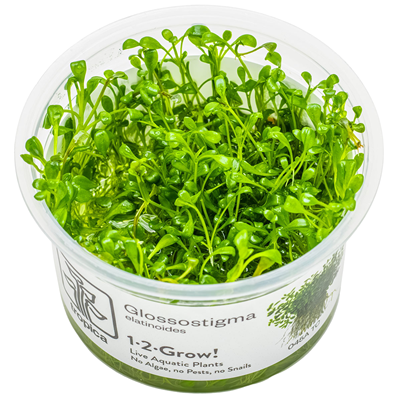 Glossostigma elatinoides in vitro