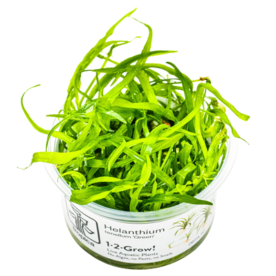 Helanthium tenellum 'Green' in vitro