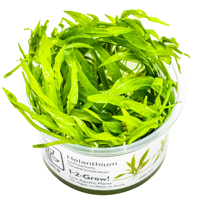 Helanthium bolivianum 'Quadricostatus' in vitro