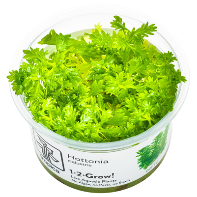 Hottonia palustris in vitro