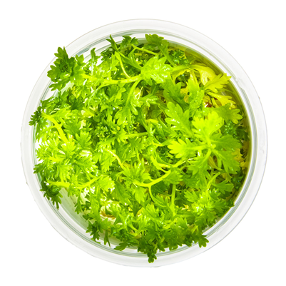 Hottonia palustris in vitro