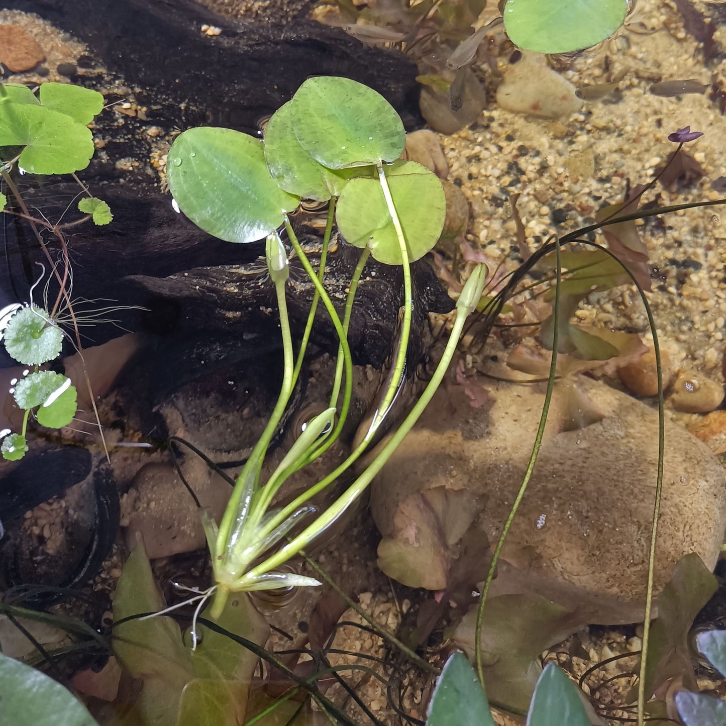 Hydrocleys nymphoides | planta para acuario