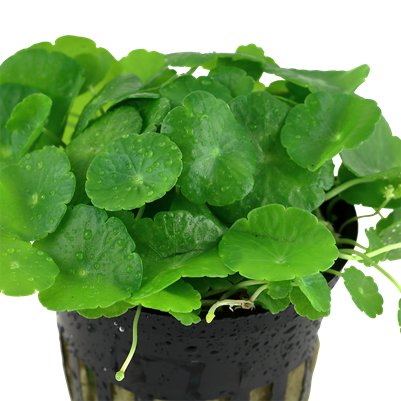 Hydrocotyle verticillata