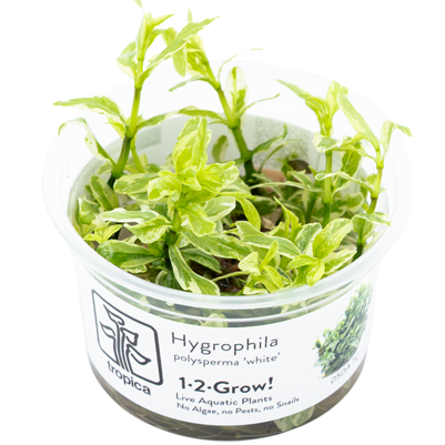 Hygrophila polysperma 'White' in vitro