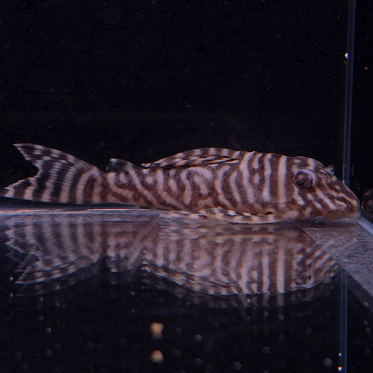 Hypancistrus sp. L333 B&W 7-9 cm – Hudson Crizanto