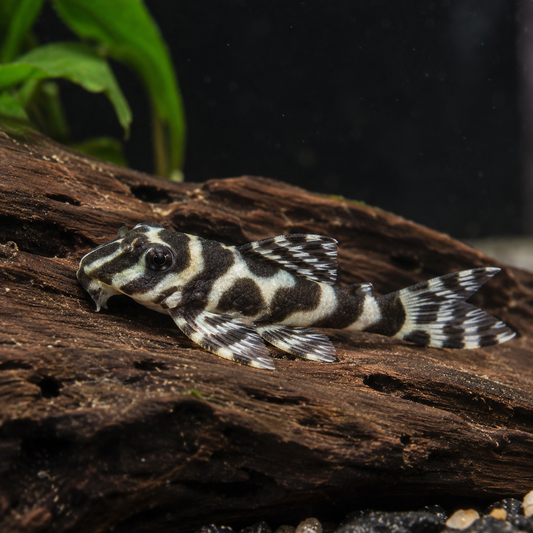 Hypancistrus L333