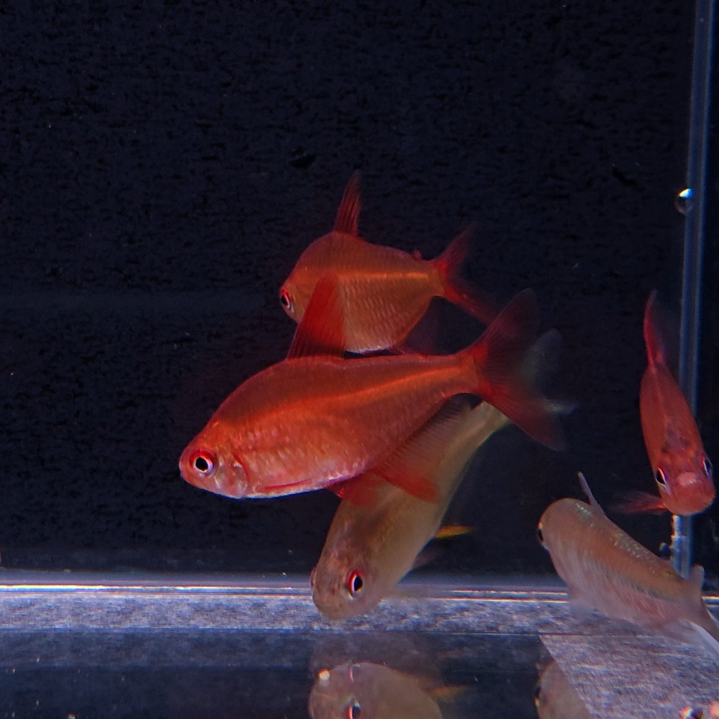 Hyphessobrycom sp. Red cherry – Hudson Crizanto