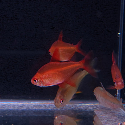 Hyphessobrycom sp. Red cherry – Hudson Crizanto