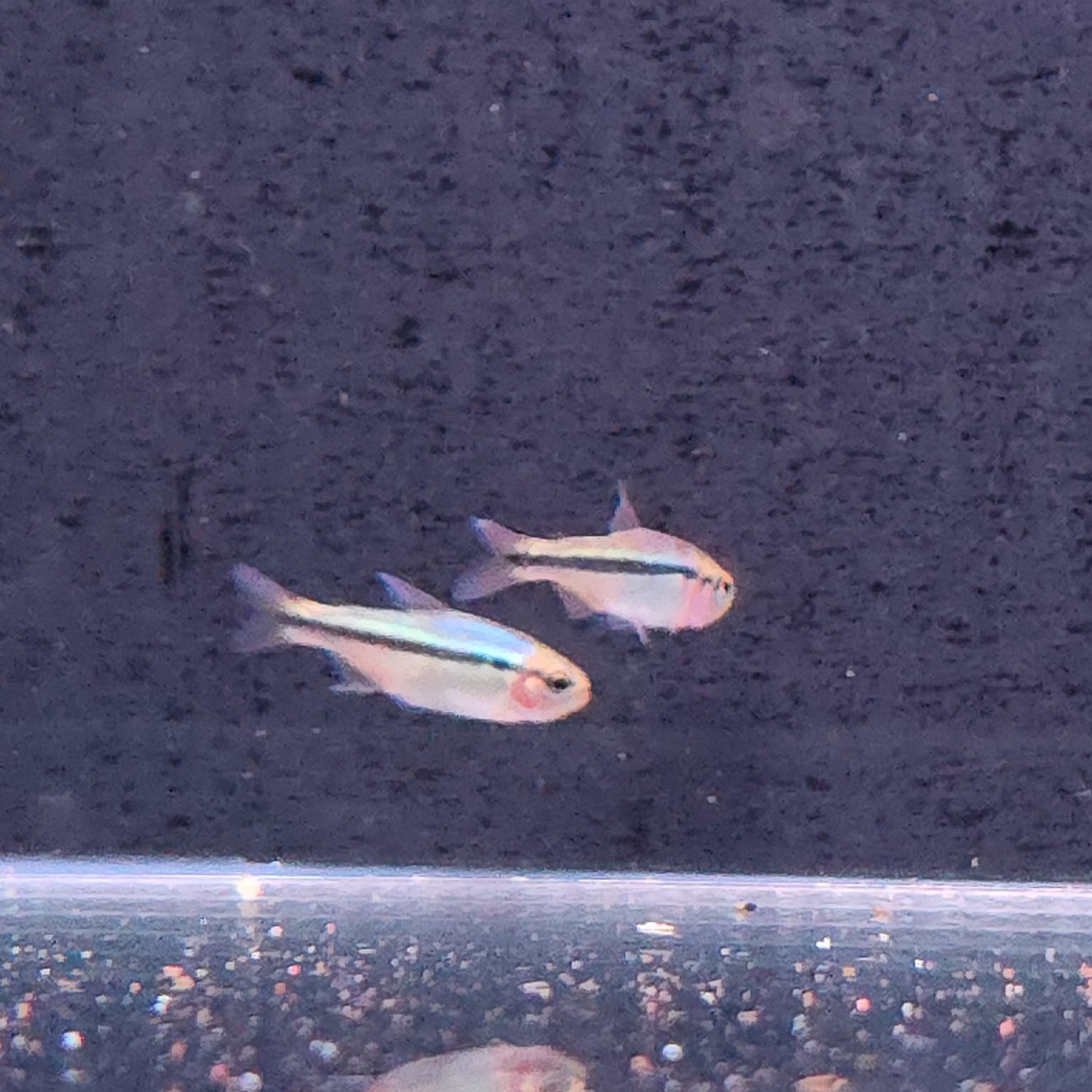 Hyphessobrycon melasnotich Blue Rainbow tetra – Hudson Crizanto