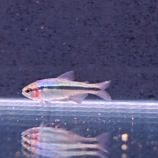 Hyphessobrycon melasnotich Blue Rainbow tetra – Hudson Crizanto