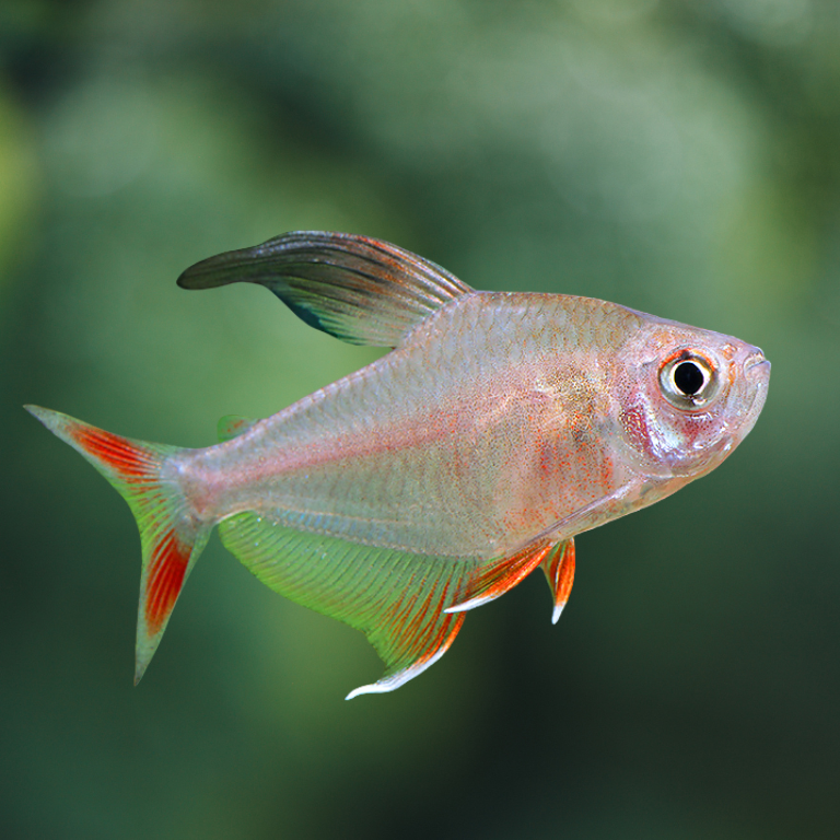 Hyphessobrycon Rosaceus | Tetra rosado