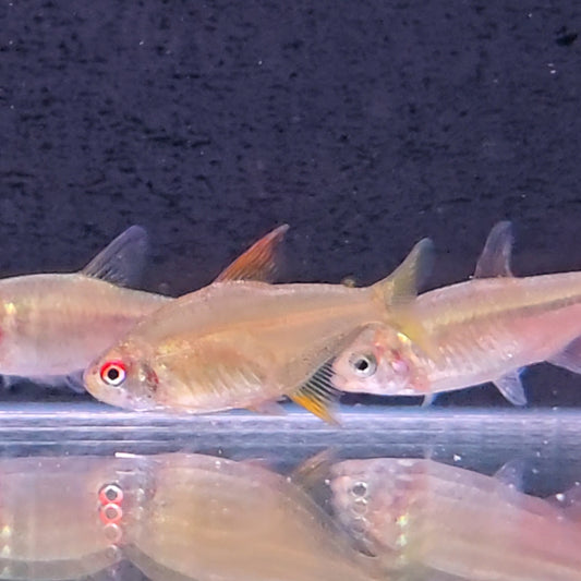 Hyphessobrycon sp. New Tangerine Tetra – Hudson Crizanto