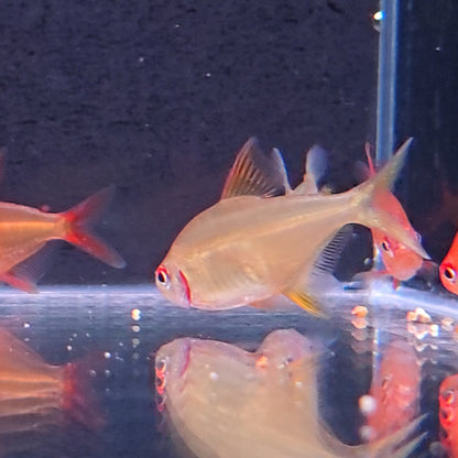 Hyphessobrycon sp. New Tangerine Tetra – Hudson Crizanto